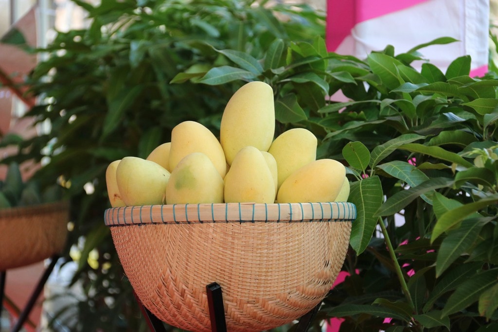 Đồng Tháp thực hiện mô hình "Xã thương mại điên tử" tại địa phương có diện tích trồng xoài lớn và ngon nhất Đồng Tháp Xây dựng “Xã thương mại điện tử” tại vùng xoài ngon nhất Đồng Tháp