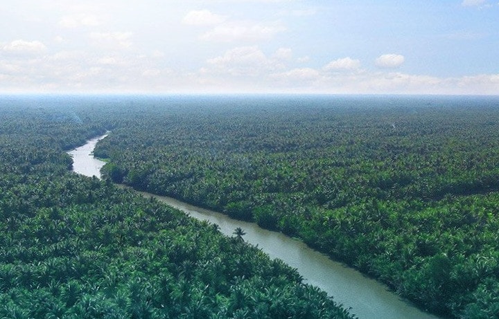 Bên Tre: Tập trung phát triển cây công nghiệp chủ lực là cây dừa