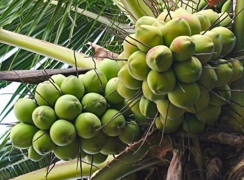 Bên Tre: Tập trung phát triển cây công nghiệp chủ lực là cây dừa