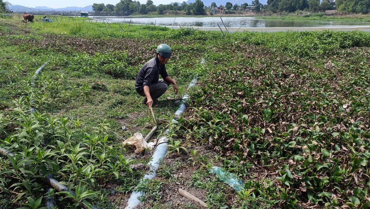 Bao chiếm hồ Lắk làm nơi nuôi cá, chứa chất thải từ trang trại nuôi heo -5