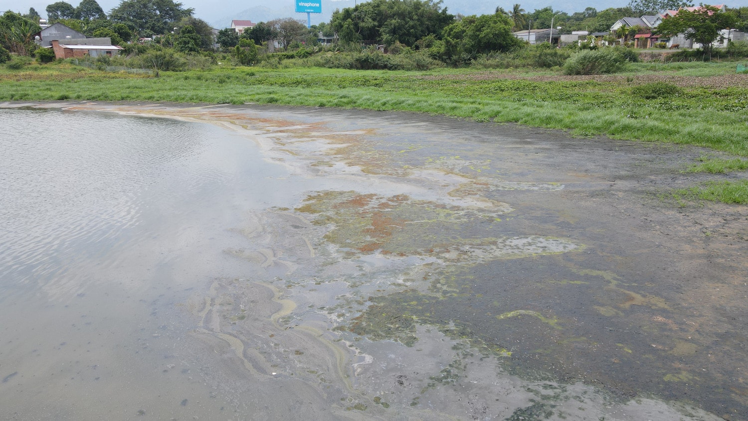 Nước hồ Lắk đóng váng, đổi màu do tích tụ nước thải từ trang trại thải ra Nước hồ Lắk đóng váng, đổi màu do tích tụ nước thải từ trang trại thải ra