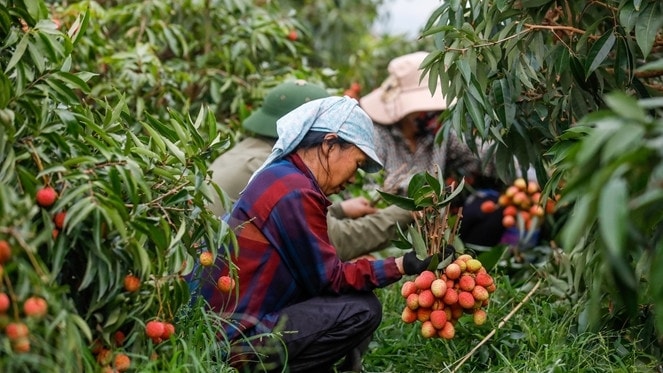 Sản lượng vải thiều của tỉnh Bắc Giang năm nay khoảng 100.000 tấn. Ảnh: ITN