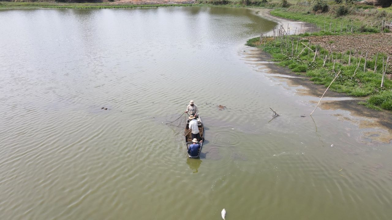 Bao chiếm hồ Lắk làm nơi nuôi cá, chứa chất thải từ trang trại nuôi heo