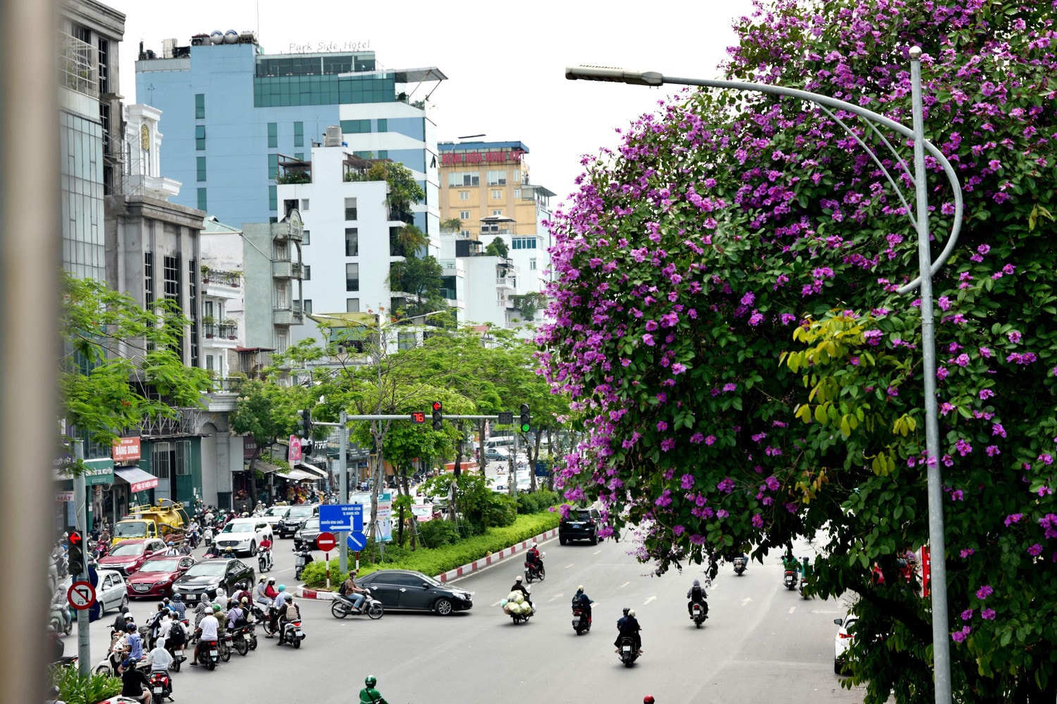 Sắc bằng lăng nhuộm tím phố phường Hà Nội -0