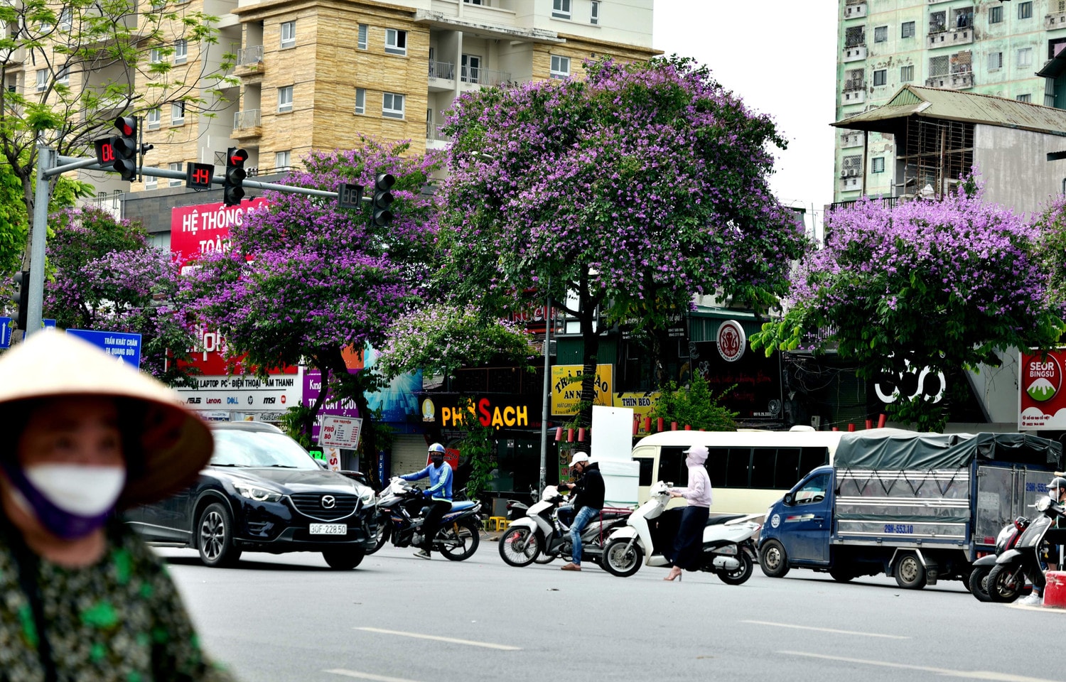 Sắc bằng lăng nhuộm tím phố phường Hà Nội -0