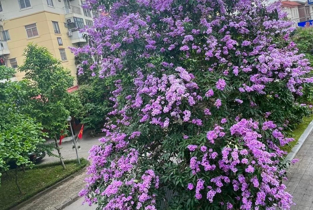 Bằng lăng nhuộm tím phố phường Hà Nội -4