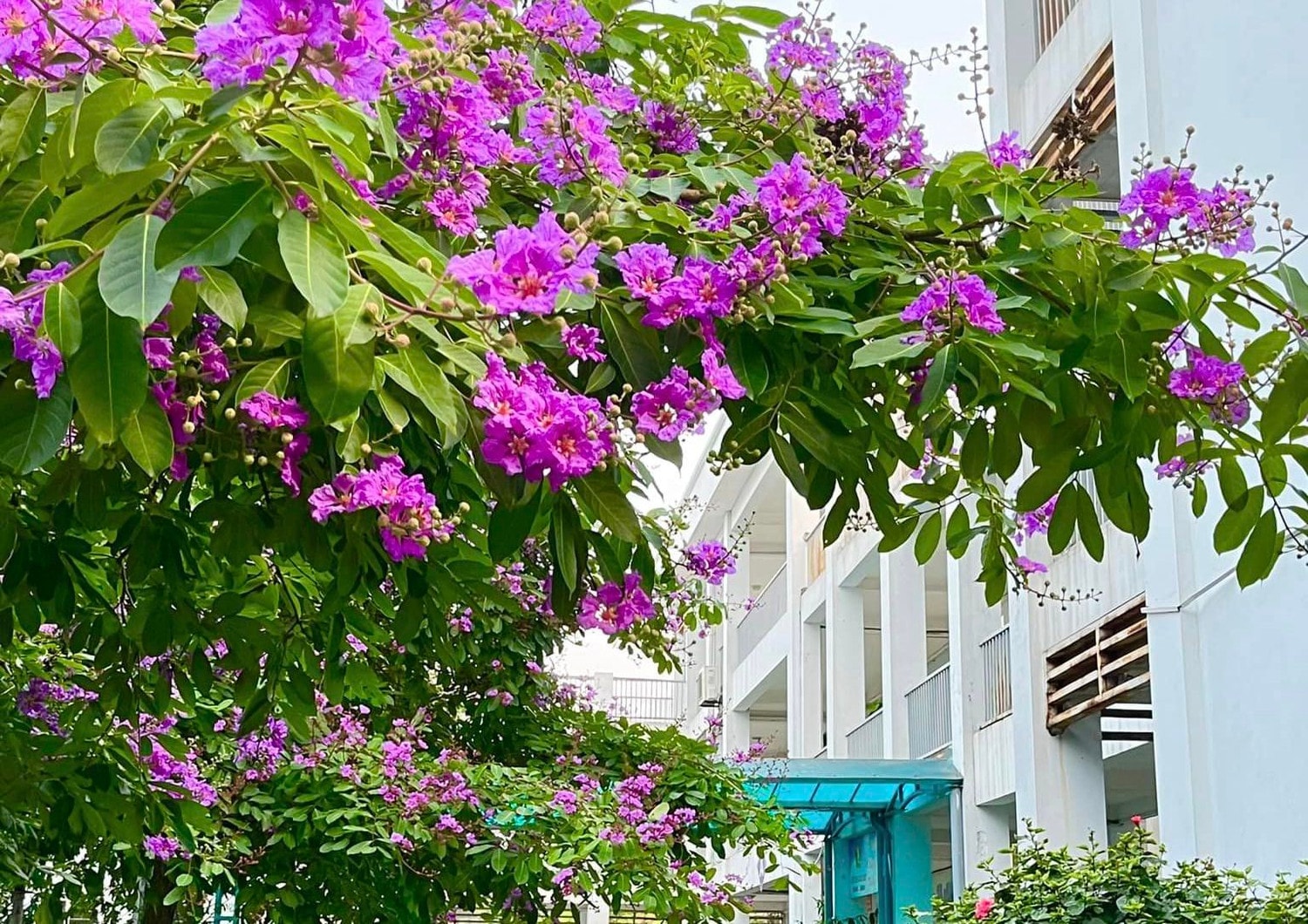 Bằng lăng nhuộm tím phố phường Hà Nội -1