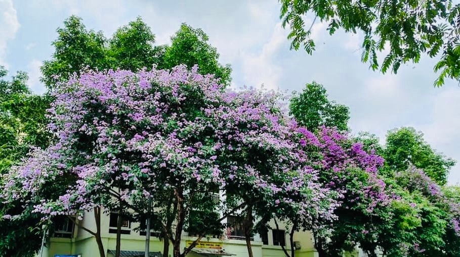 Bằng lăng nhuộm tím phố phường Hà Nội -3