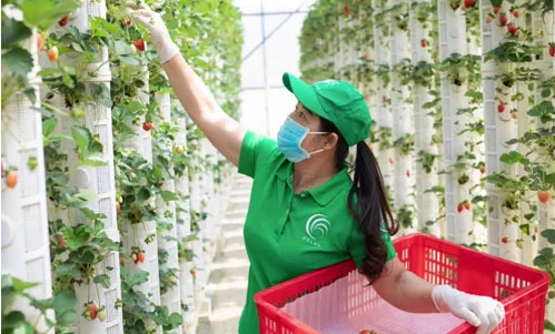 Cơ hội cho 1000 lao động ngành nông nghiệp làm việc tại Úc -0