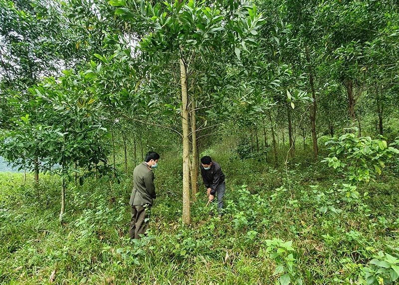 Quảng Bình: Kỳ vọng giải pháp để hoàn thành chi trả kinh phí từ bán tín chỉ carbon -0