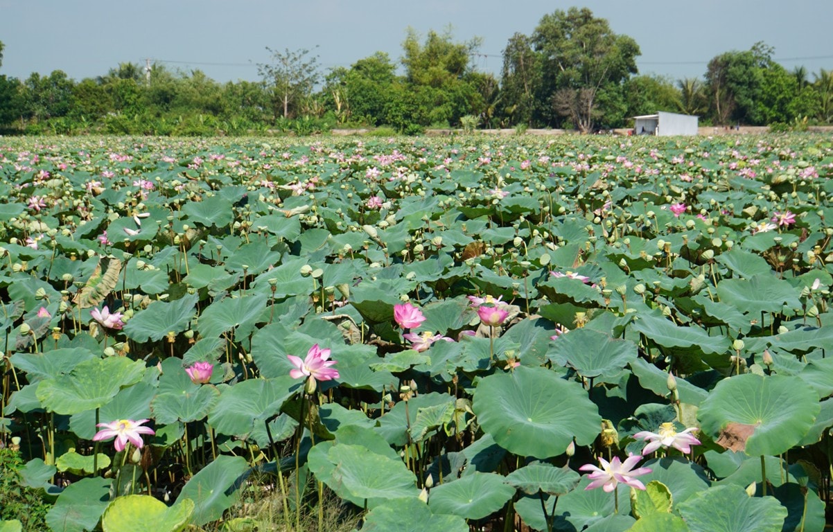 Ngắm những cánh đồng sen rực hồng tại Đồng Tháp ảnh 2 Tháng năm về, ngắm cánh đồng sen rực hồng tại Đồng Tháp -0