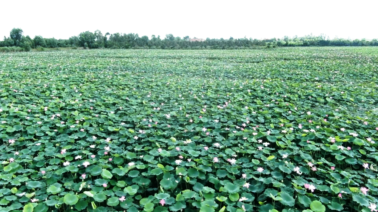 Tháng năm về, ngắm cánh đồng sen rực hồng tại Đồng Tháp -0