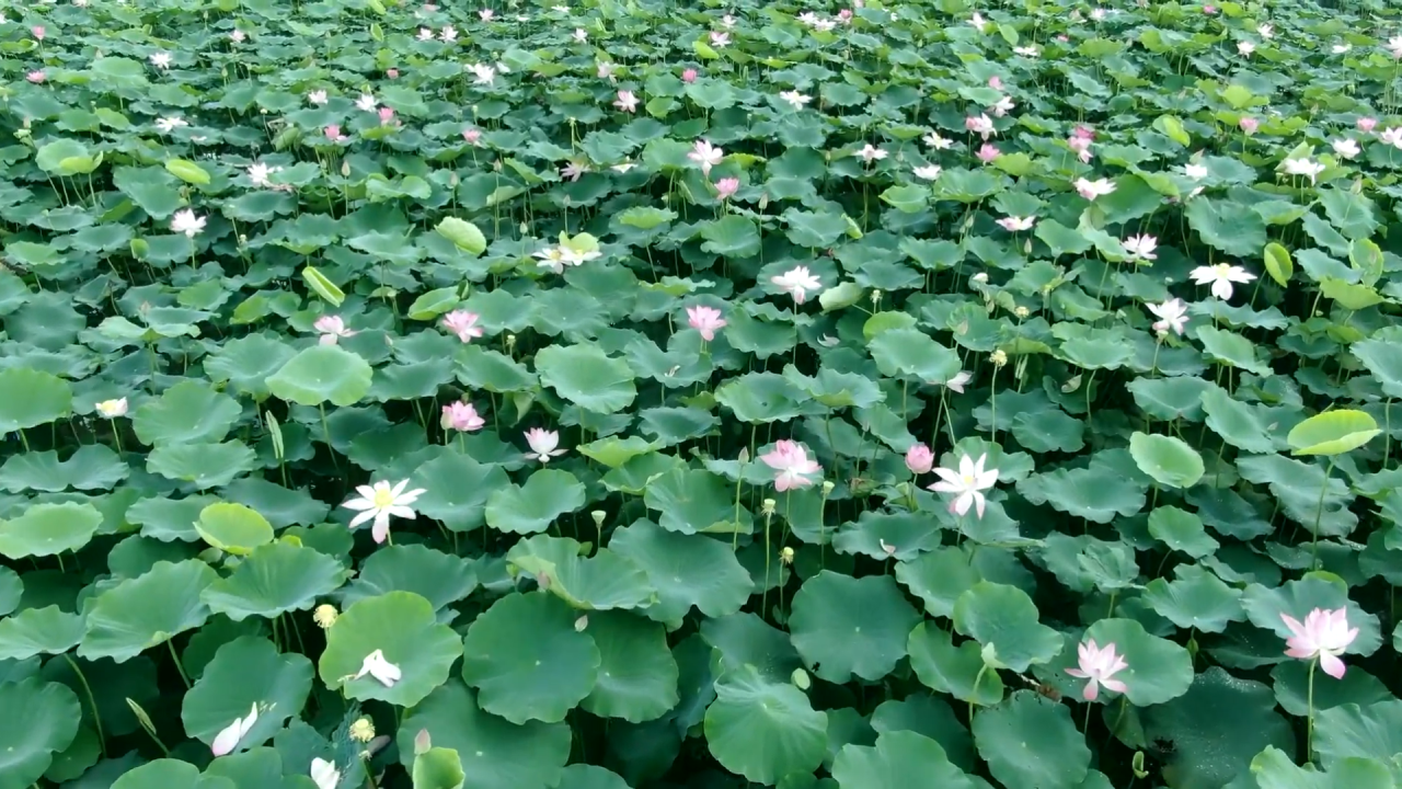 Tháng năm về, ngắm cánh đồng sen rực hồng tại Đồng Tháp -0