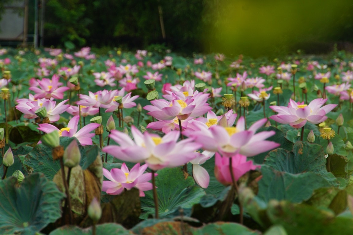 Ngắm những cánh đồng sen rực hồng tại Đồng Tháp ảnh 5 Tháng năm về, ngắm cánh đồng sen rực hồng tại Đồng Tháp -0