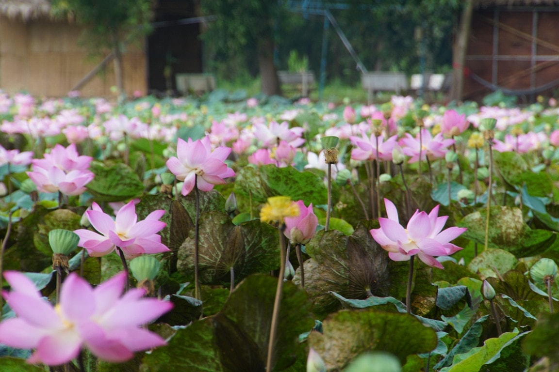 Ngắm những cánh đồng sen rực hồng tại Đồng Tháp ảnh 4 Tháng năm về, ngắm cánh đồng sen rực hồng tại Đồng Tháp -0