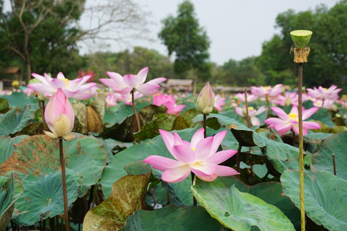 Ngắm những cánh đồng sen rực hồng tại Đồng Tháp ảnh 6 Tháng năm về, ngắm cánh đồng sen rực hồng tại Đồng Tháp -0