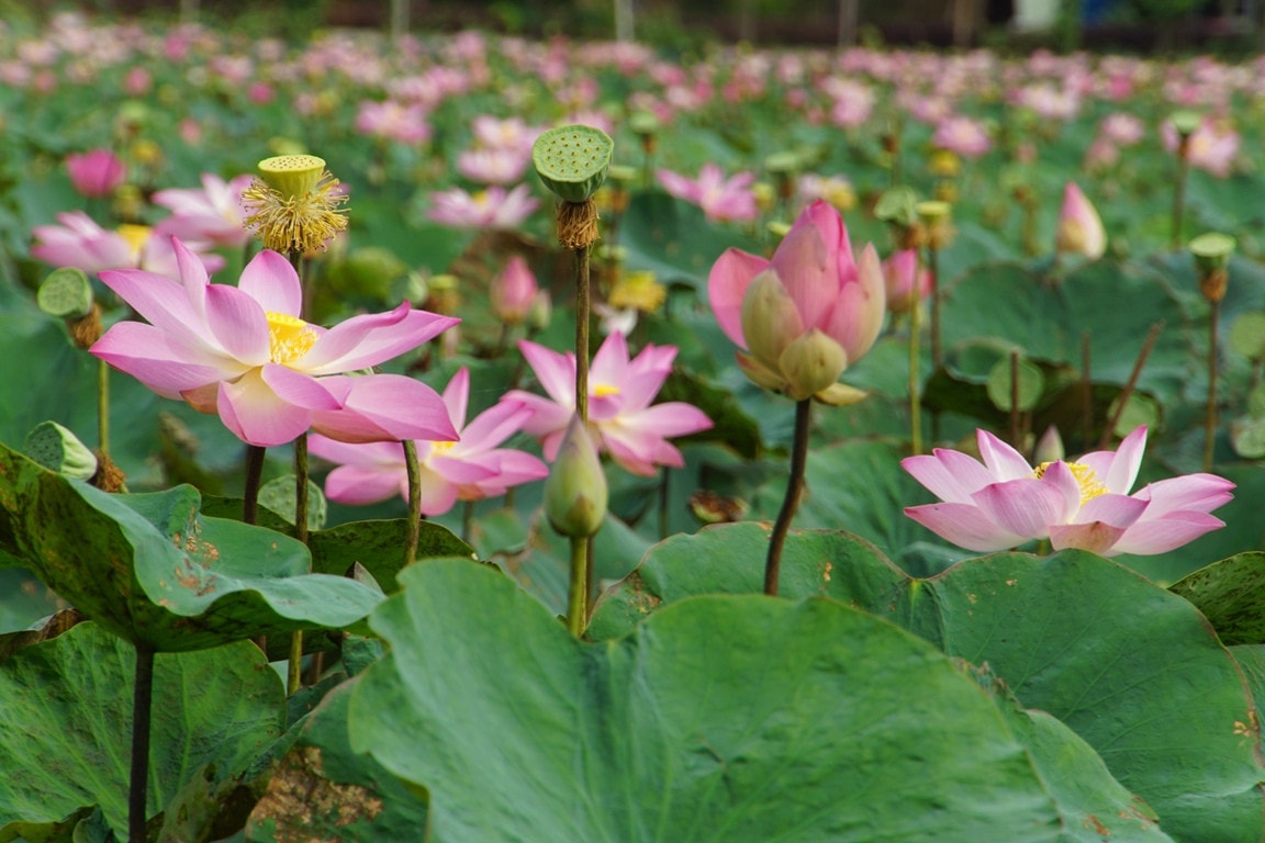 Ngắm những cánh đồng sen rực hồng tại Đồng Tháp ảnh 10 Tháng năm về, ngắm cánh đồng sen rực hồng tại Đồng Tháp -0
