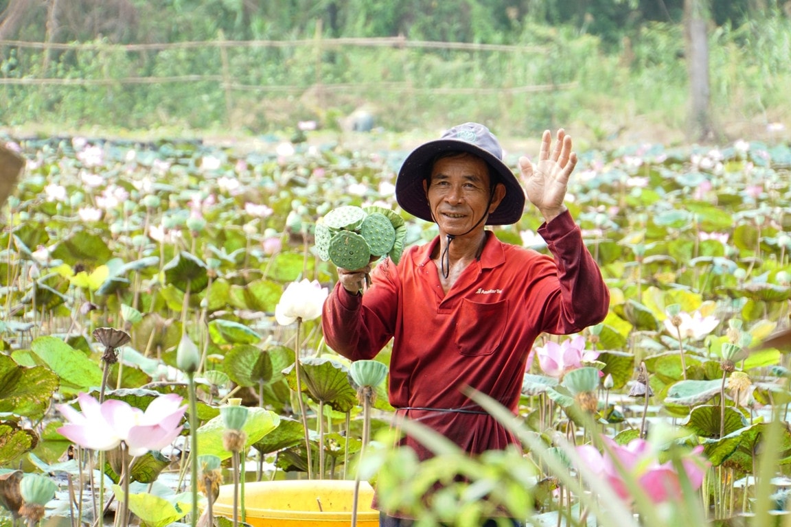 Ngắm những cánh đồng sen rực hồng tại Đồng Tháp ảnh 15 Tháng năm về, ngắm cánh đồng sen rực hồng tại Đồng Tháp -0
