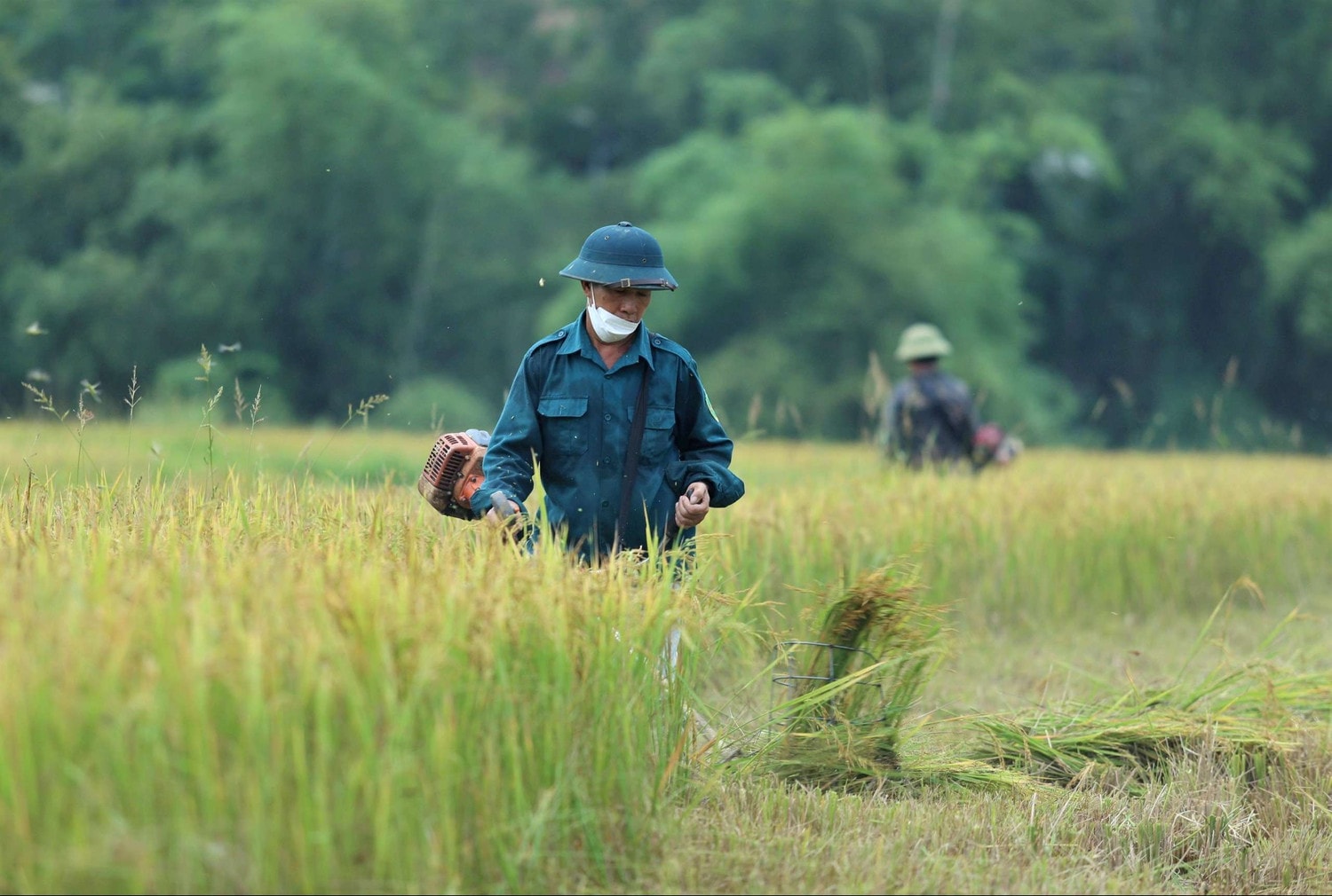 Mùa vàng trên cánh đồng Hà Tĩnh -0