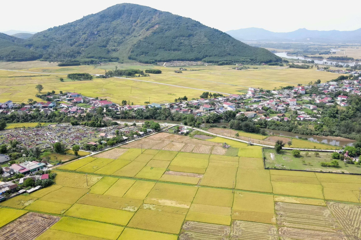 Mùa vàng trên cánh đồng Hà Tĩnh -2