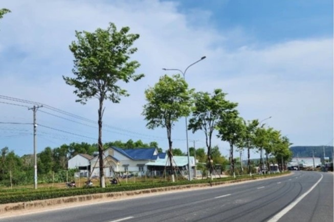 UBND TP. Hồ Chí Minh yêu cầu nhiều đơn vị cung cấp hồ sơ liên quan đến Công ty TNHH Cây xanh Công Minh -0