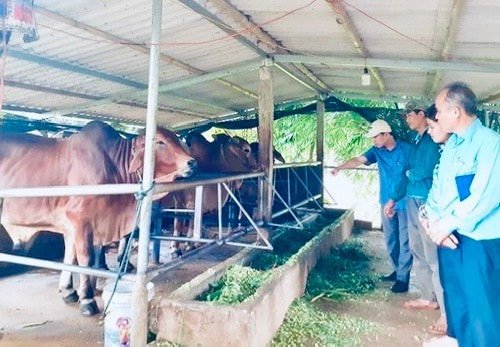 Nhiều mô hình kinh tế hiệu quả đã phát huy thiết thực trong công tác giảm nghèo - ẢNH K.S