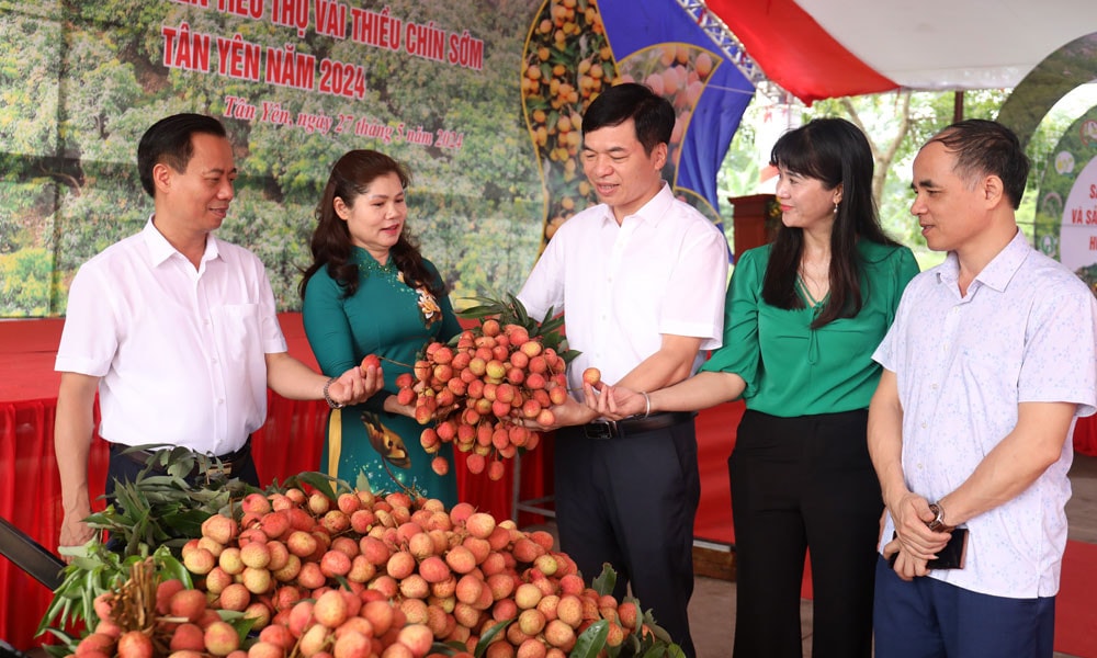Bắc Giang: Đẩy mạnh xúc tiến tiêu thụ vải thiều sớm Tân Yên -0