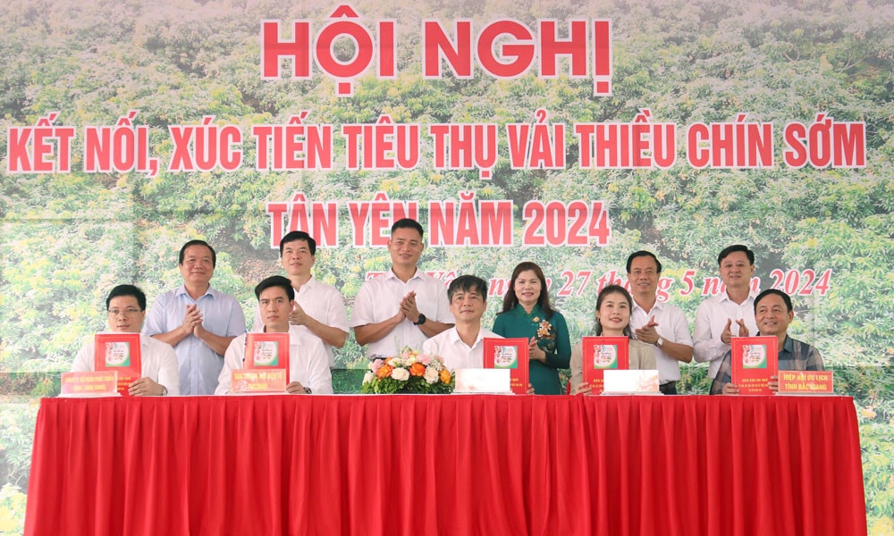 Bắc Giang: Đẩy mạnh xúc tiến tiêu thụ vải thiều sớm Tân Yên -0