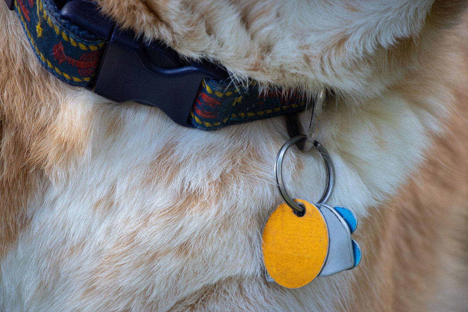 UK: Pet Abduction Bill becomes law -0