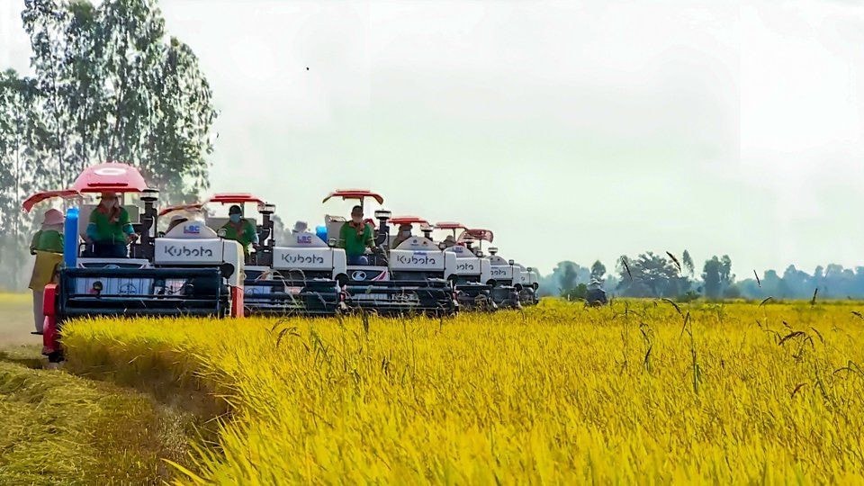 Đến năm 2030, Hậu Giang sẽ có 46 nghìn hécta vùng chuyên canh lúa chất lượng cao và phát thải thấp. Ảnh: Phước Oanh