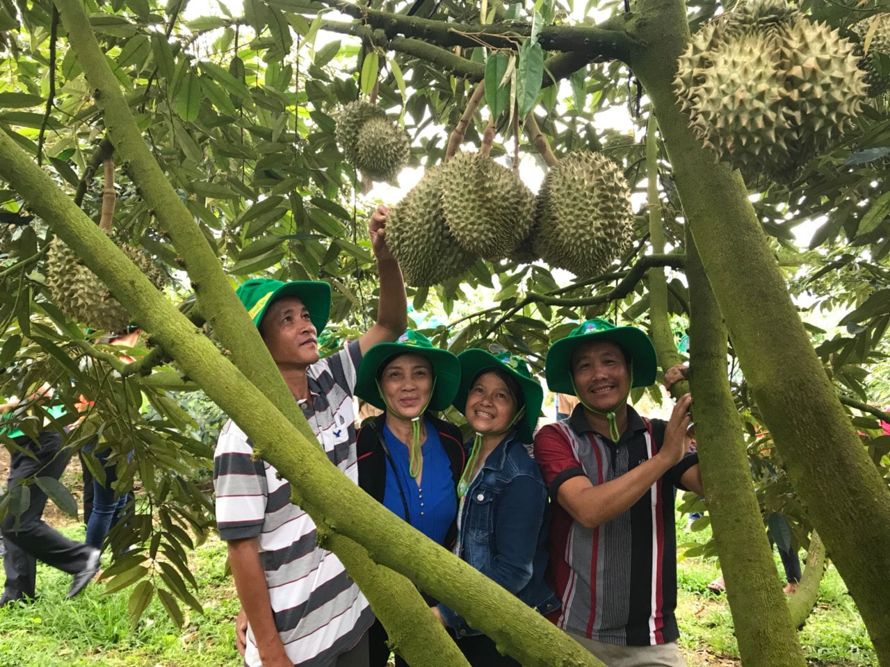 Mang đến miền Trung – Tây Nguyên mùa bội thu từ cây dưa và sầu riêng -0