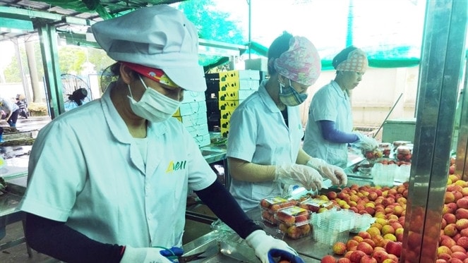Đưa đặc sản vải thiều Thanh Hà vươn xa