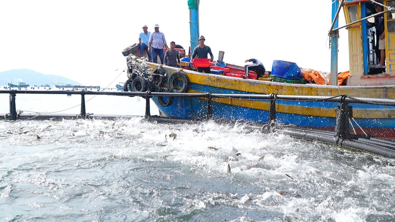 Hiệu quả từ mô hình nuôi biển bằng lồng HDPE trên vùng biển Cam Ranh -0
