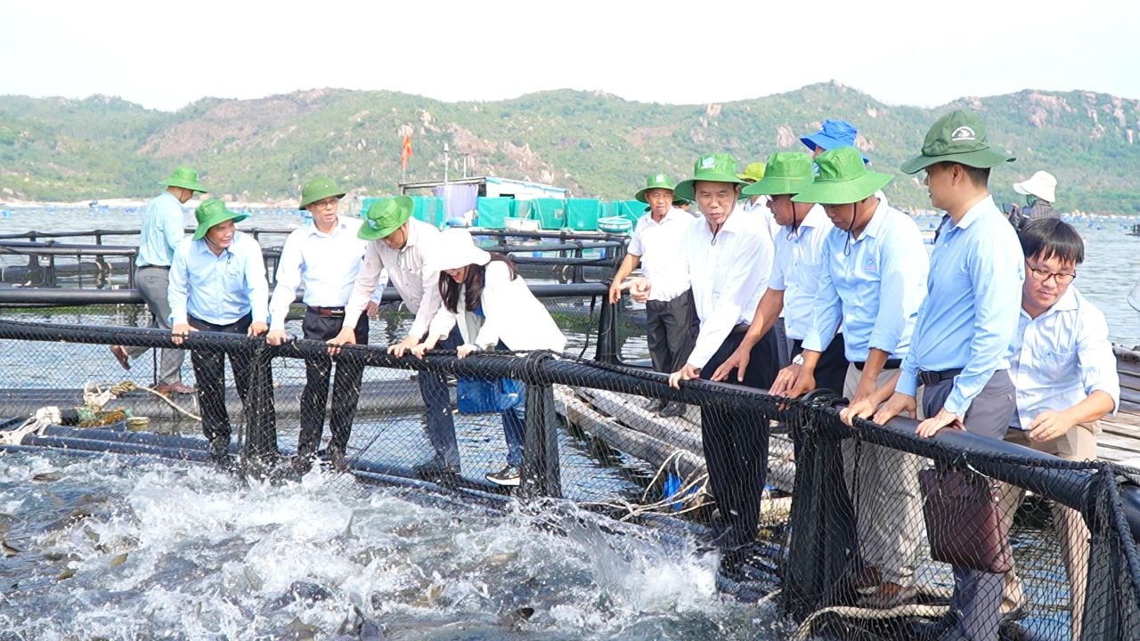 Hiệu quả từ mô hình nuôi biển bằng lồng HDPE trên vùng biển Cam Ranh -0