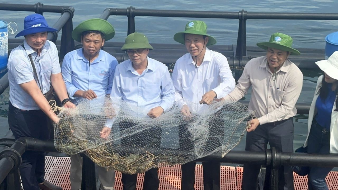 Hiệu quả từ mô hình nuôi biển bằng lồng HDPE trên vùng biển Cam Ranh -0