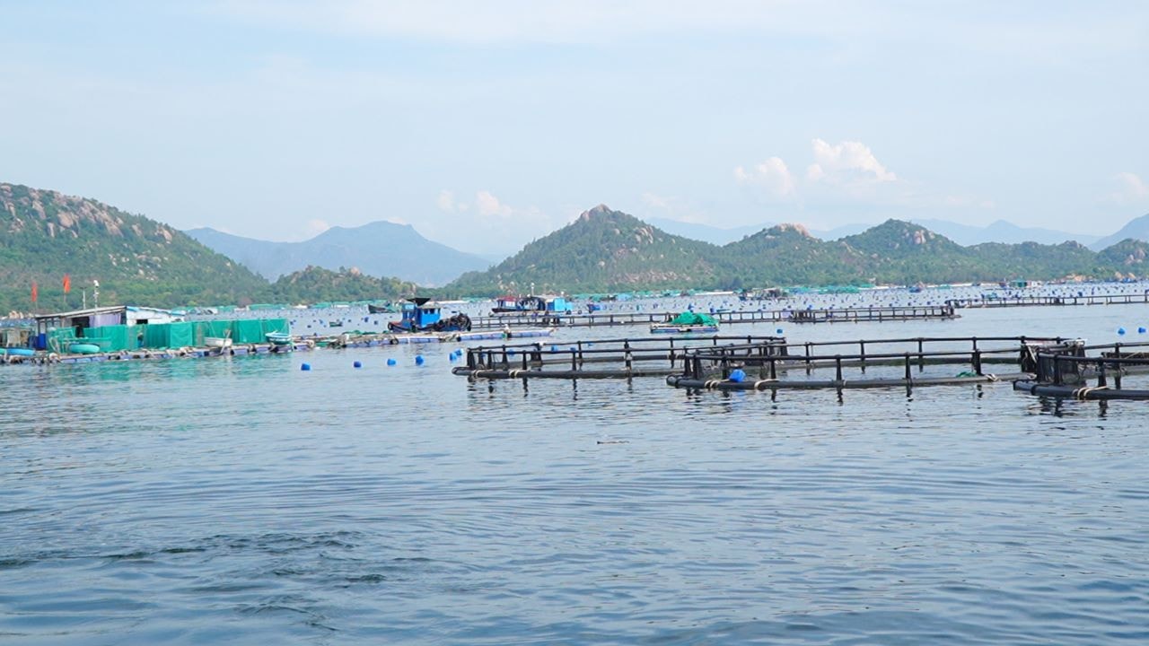 Hiệu quả từ mô hình nuôi biển bằng lồng HDPE trên vùng biển Cam Ranh -0