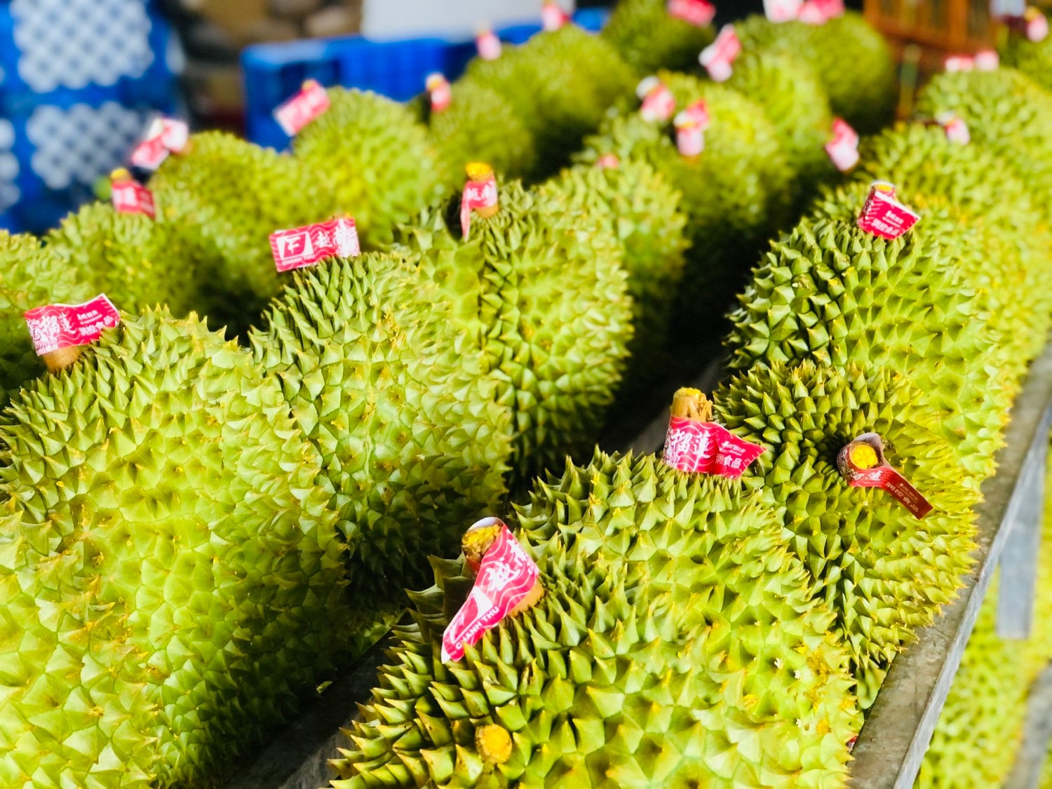 ,Không để chất lượng trở thành rào cản cho xuất khẩu rau quả 