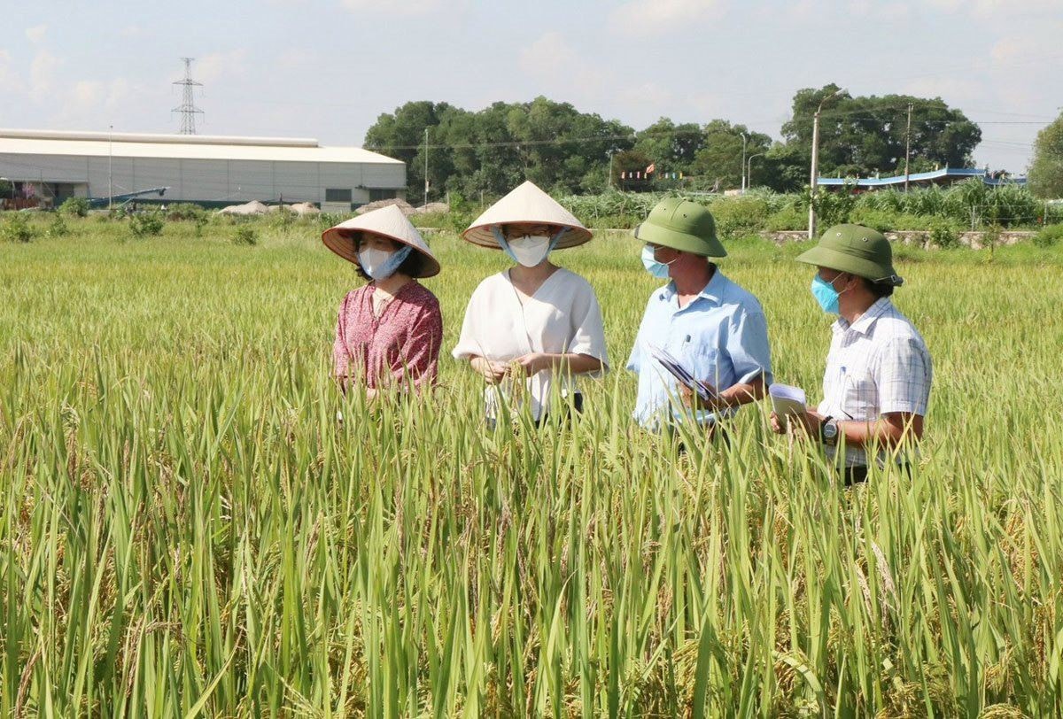 Quản lý chặt chẽ việc cấp mã số vùng trồng -0