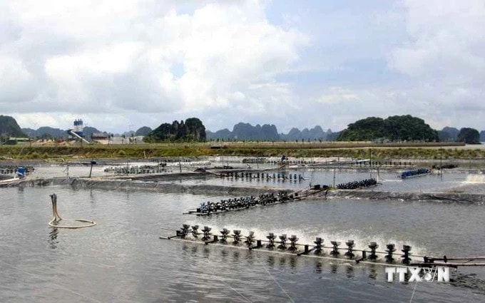 Quang Ninh strives to become northern region’s marine aquaculture hub -0