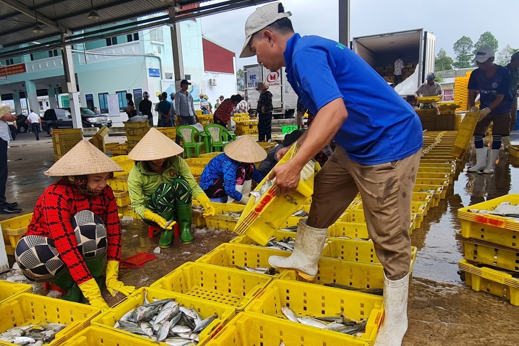 Kiên Giang: Kiểm soát, truy suất nguồn gốc thủy sản khai thác