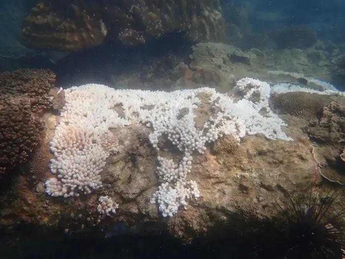 A dying coral usually turns white which is a sign of bleaching caused by the rising ocean temperatures. (Photo: Department of Fisheries Johor) Over 50% of Malaysia’s marine park reefs affected by bleaching -0