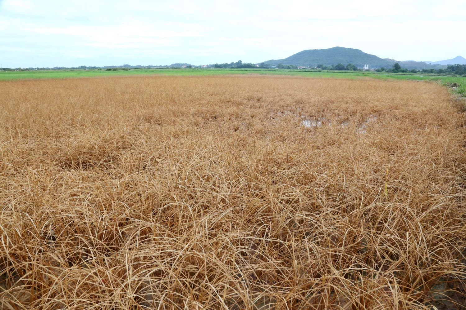 Dầu tràn vào ruộng khiến lúa bị chết Sự cố tràn dầu lúc thi công cao tốc khiến ruộng lúa của dân bị chết hàng loạt -1