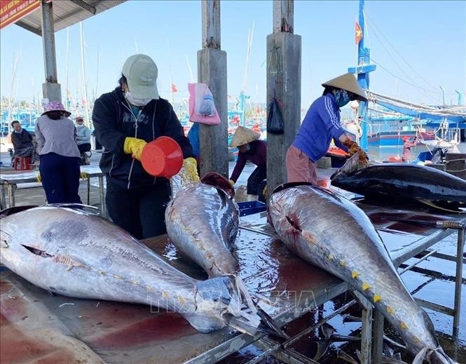 Processing ocean tuna in Binh Dinh (Photo: VNA) Australia shares experience in IUU fishing combat with Vietnam -0