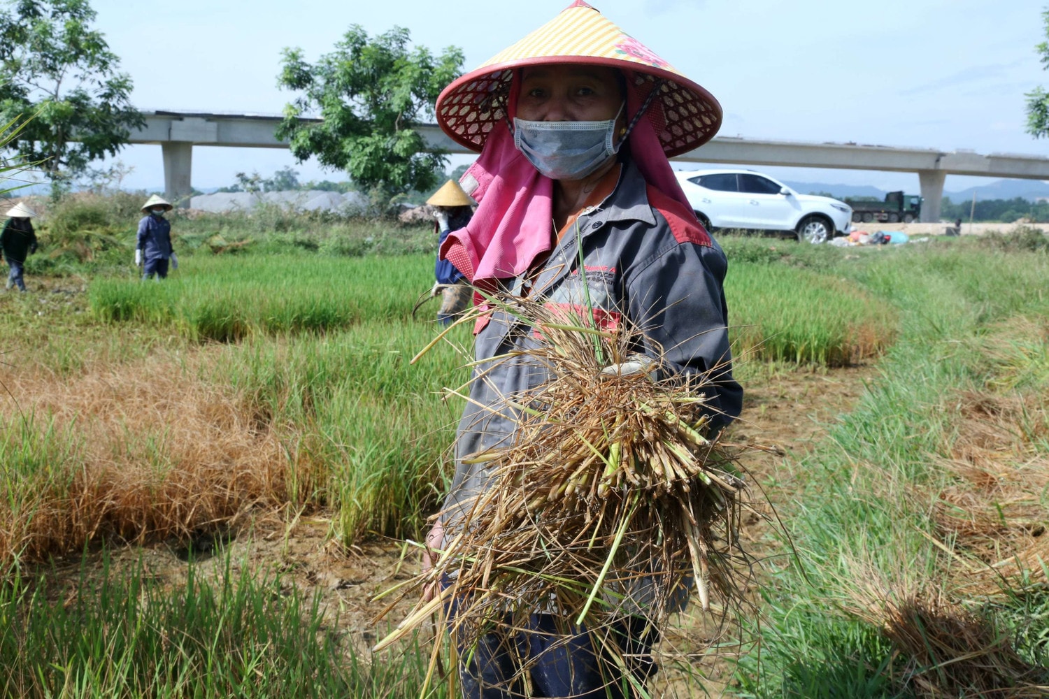 Sự cố tràn dầu lúc thi công cao tốc khiến ruộng lúa của dân bị chết hàng loạt Sự cố tràn dầu của Công ty Cổ phần Trường Lòng gây chết lúa được xử lý thế nào? -0