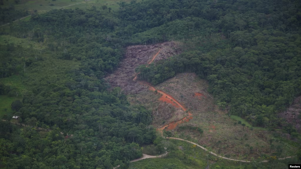 Tỷ lệ phá rừng ở Colombia giảm xuống mức thấp nhất trong 23 năm qua -0