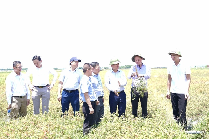 Thứ trưởng Bộ Khoa học và Công nghệ Trần Hồng Thái cùng đoàn công tác tham quan mô hình trồng sâm Bố Chính tại huyện Thạch Hà