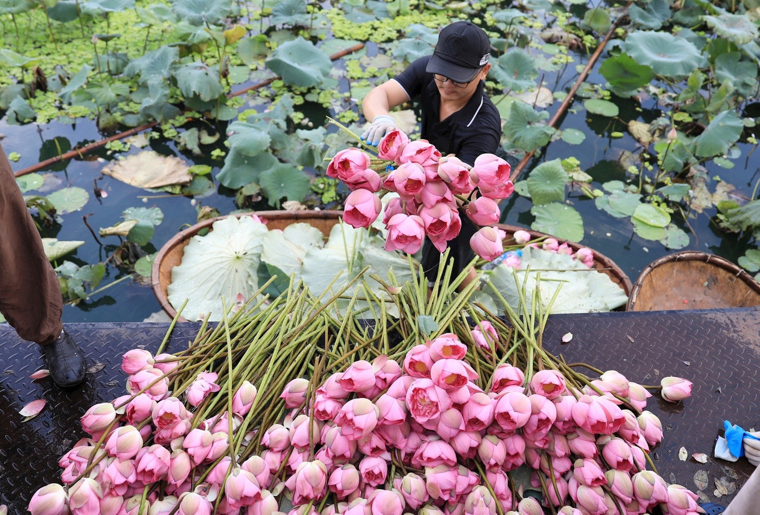 Quảng bá thương hiệu sen với du khách trong nước và quốc tế -0