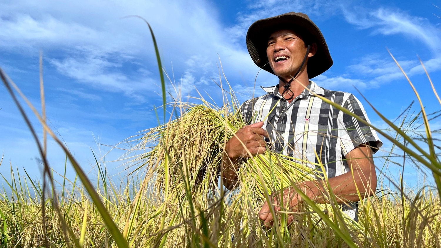 Hoàn thiện chính sách hỗ trợ vùng quy hoạch đất trồng lúa chất lượng cao -0
