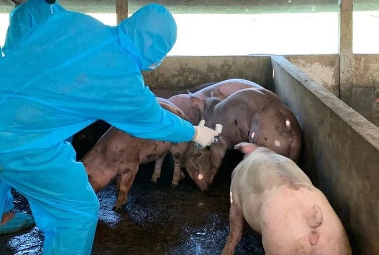 Thủ tướng yêu cầu thực hiện nghiêm các biện pháp phòng dịch tả lợn châu Phi -0