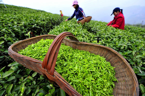 Vùng chè La Bằng, Đại Từ, Thái Nguyên. Nguồn: ITN